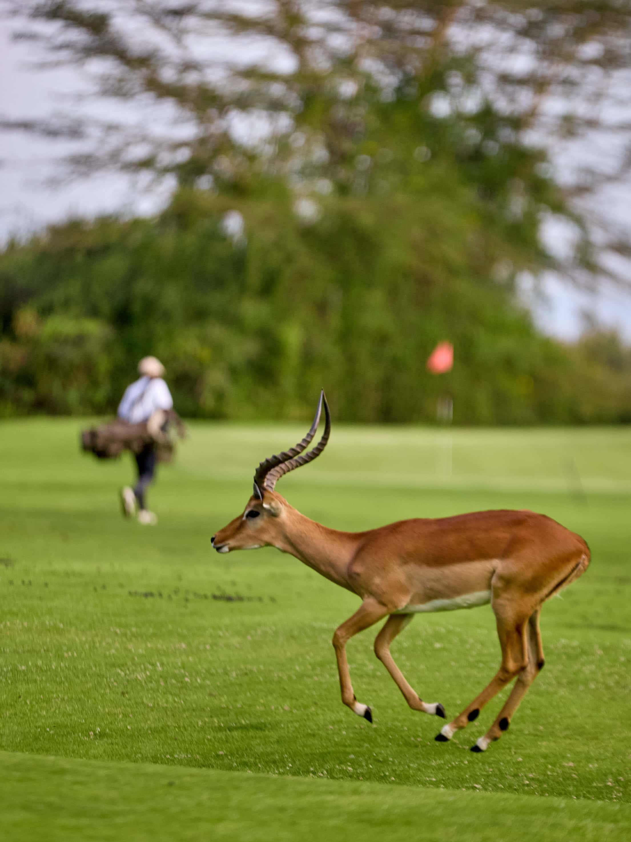 Impala antelope running across golf course with golfer in background