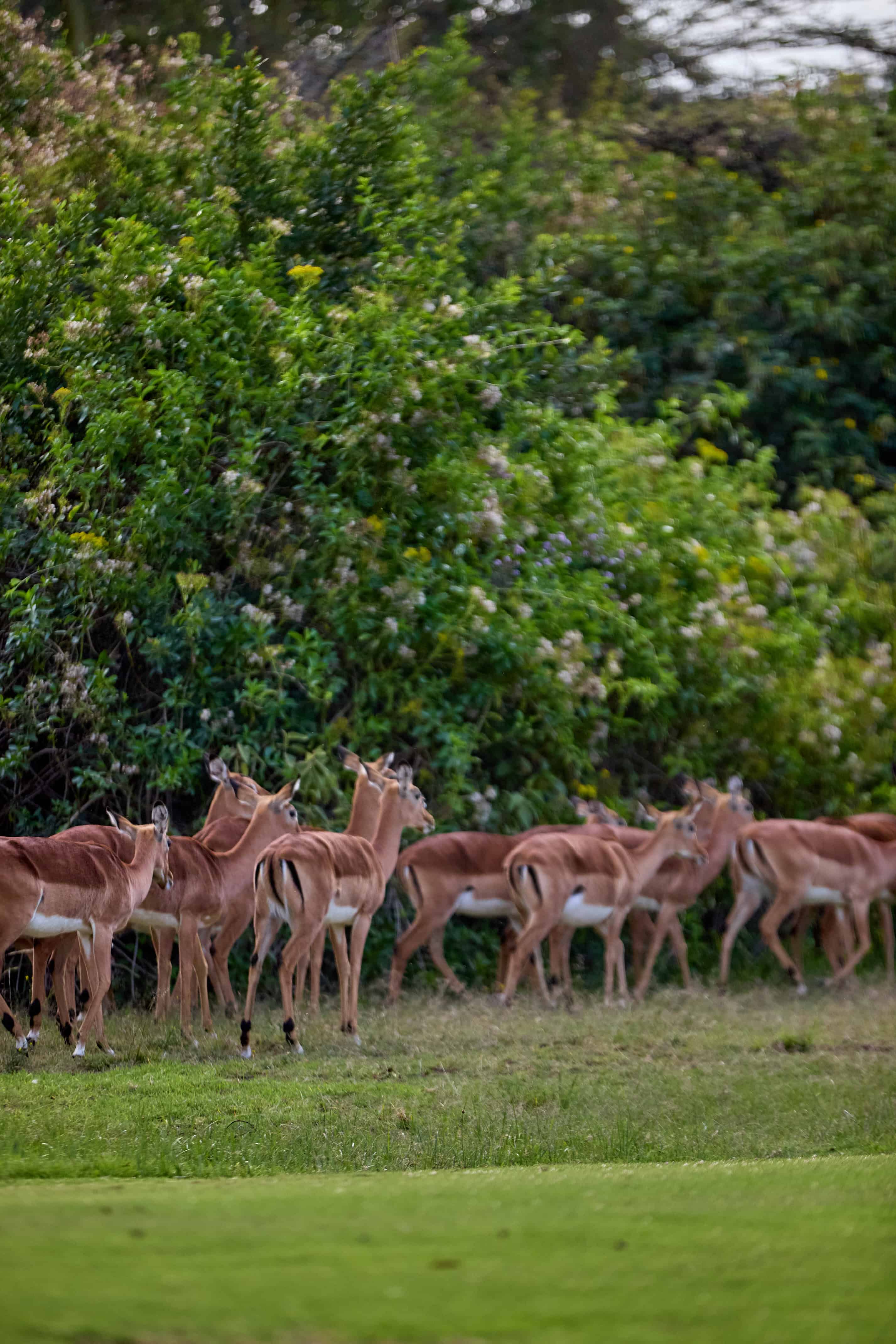 Herd of impala antelopes grazing on the golf course grounds
