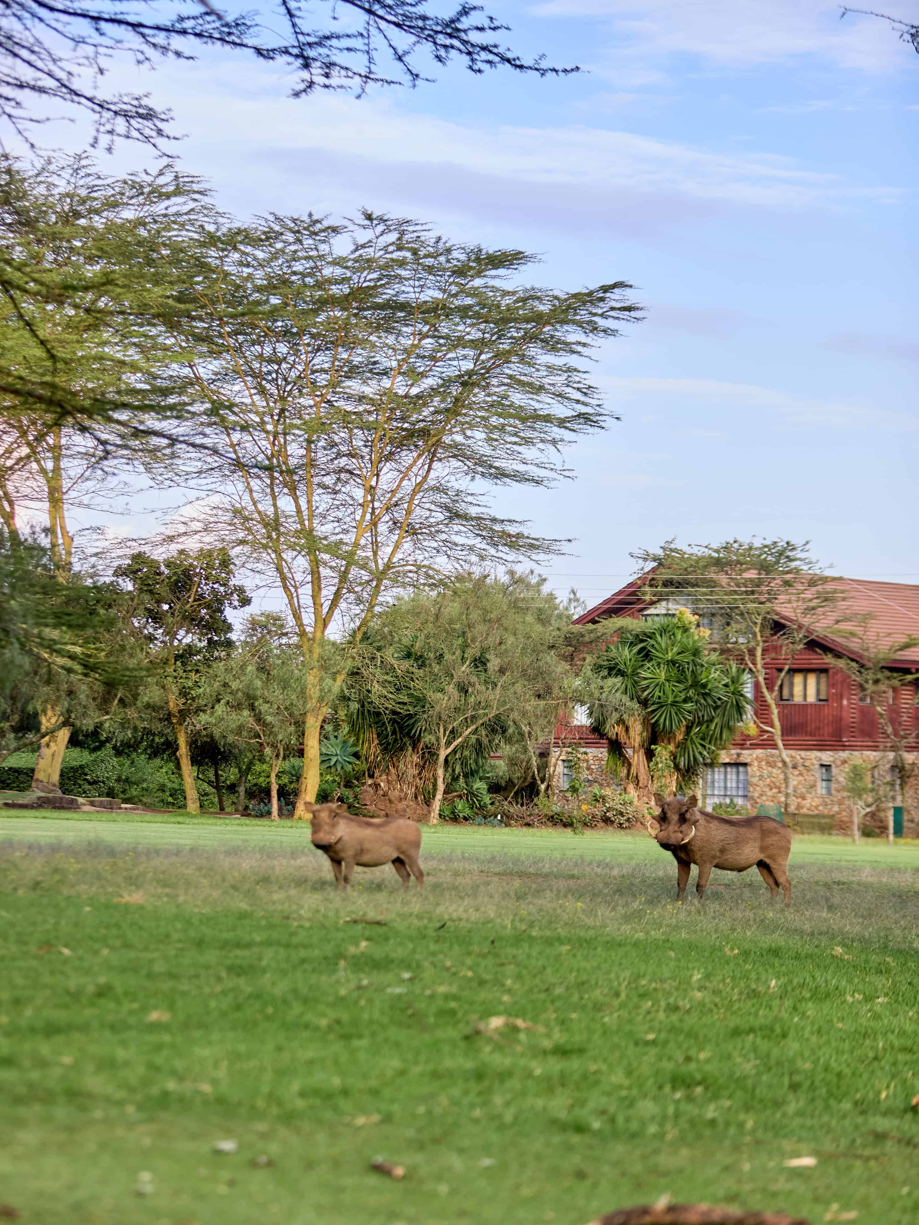 Two warthogs grazing on the lawn with chalet in background